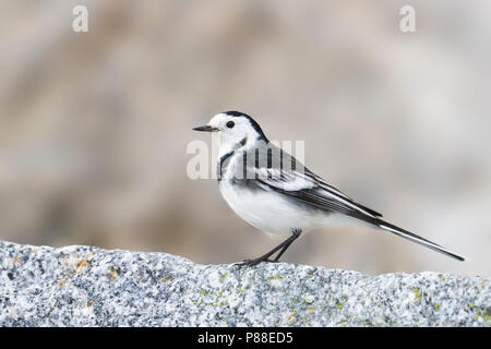 Pied Wagtail - Trauerbachstelze - Motacilla alba ssp. yarelli, Germania Foto Stock