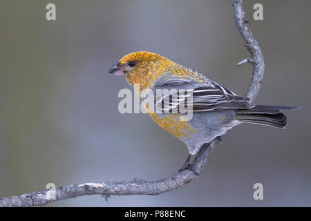 Pine Grosbeak - Hakengimpel - Pinicola enucleator, Finlandia Foto Stock