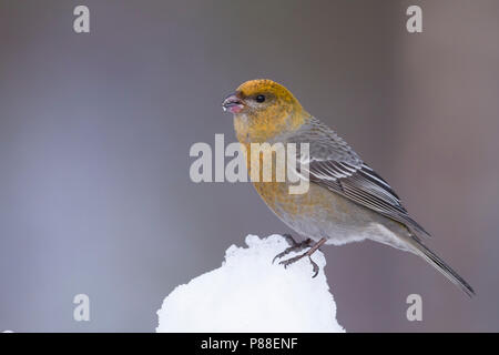 Pine Grosbeak - Hakengimpel - Pinicola enucleator, Finlandia Foto Stock