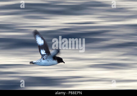 Cape Petrel (Daption capense australe) in volo con lenta shutterspeed oltre oceano meridionale tra isole sub antartiche della Nuova Zelanda. Foto Stock