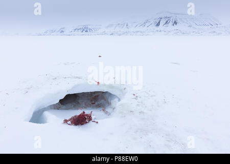 Appena ucciso inanellato guarnizione (Pusa hispida) esposta in den dovuta al riscaldamento globale. Ucciso e in parte mangiato da orso polare alle Svalbard, Polo Nord. Foto Stock