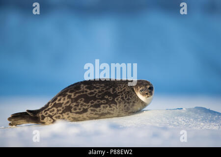 Adulto inanellato guarnizione (Pusa hispida) appoggiato su ghiaccio floe. Foto Stock