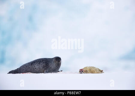 Adulto inanellato guarnizione (Pusa hispida) con appena nato pub. Foto Stock