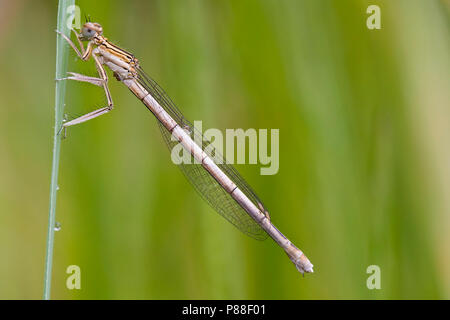 Vrouwtje Blauwe breedscheenjuffer, Femmina Platycnemis pennipes Foto Stock