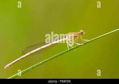 Vrouwtje Blauwe breedscheenjuffer, Femmina Platycnemis pennipes Foto Stock
