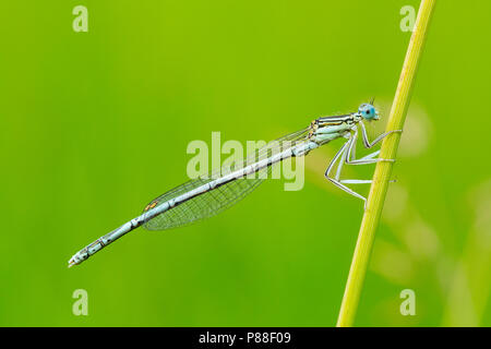 Mannetje Blauwe breedscheenjuffer, Maschio Blue Featherleg Foto Stock