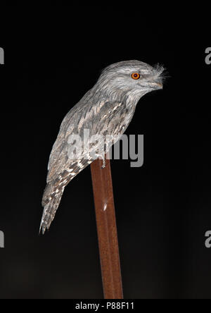 Bruno Frogmouth (Podargus strigoides) durante la notte Foto Stock