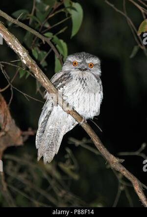 Bruno Frogmouth (Podargus strigoides) durante la notte Foto Stock