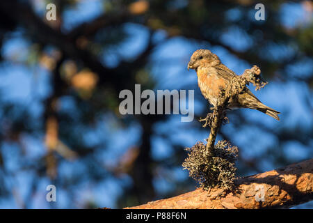 Pot. Scottish Crossbill - Schottischer Kreuzschnabel - Loxia scotica (?), Scozia, 1cy, maschio Foto Stock