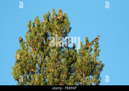 Pot. Scottish Crossbill - Schottischer Kreuzschnabel - Loxia scotica (?), Scozia Foto Stock