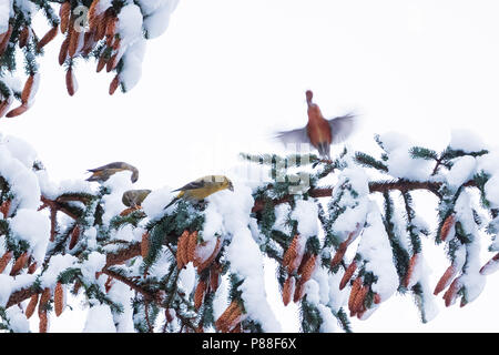 Pot. Scottish Crossbill - Schottischer Kreuzschnabel - Loxia scotica (?), Scozia Foto Stock