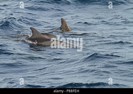 Pigmeo di balena killer (Feresa attenuata) un poco conosciuti e raramente visto oceanic Dolphin. Foto Stock