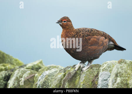 Red Grouse - Schottisches Moorschneehuhn - Lagopus lagopus scotica, Gran Bretagna, maschio adulto Foto Stock