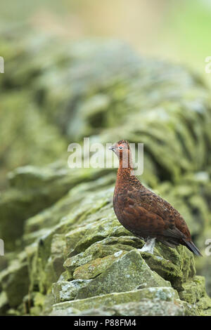 Red Grouse - Schottisches Moorschneehuhn - Lagopus lagopus scotica, Gran Bretagna, maschio adulto Foto Stock