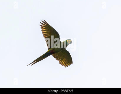 Rosso-panciuto Macaw (Orthopsittaca manilatus) in volo su Trinidad. Foto Stock