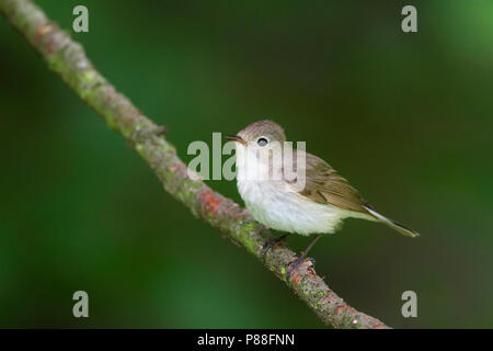 Red-breasted Flycatcher - Zwergschnäpper - Ficedula parva, Ungheria, maschio 2a cy Foto Stock