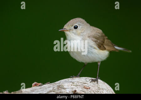 Red-breasted Flycatcher - Zwergschnäpper - Ficedula parva, Ungheria, maschio 2a cy Foto Stock