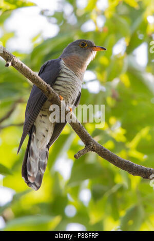 Rosso-chested cuculo (Cuculus solitarius) arroccato nella tettoia. Foto Stock