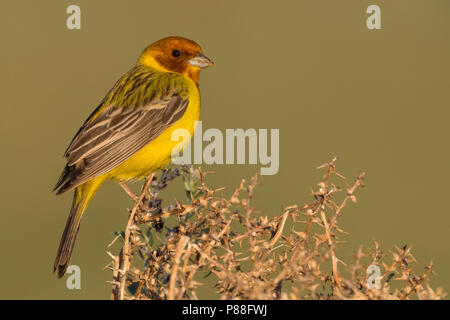 Bruinkopgors, Red-headed Bunting, Emberiza bruniceps Foto Stock