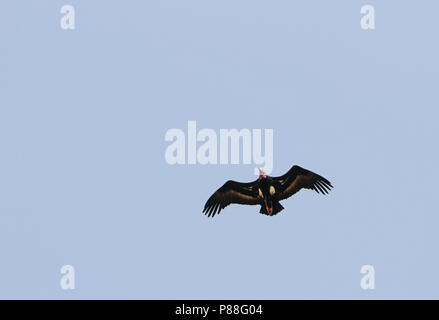 Red-headed Vulture (Sarcogyps calvus) in volo su Asia. Foto Stock