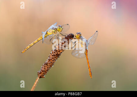 Libellen incontrato dauw, Dragonflys di rugiada Foto Stock