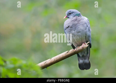 Magazzino Colomba - Hohltaube - Columba oenas ssp. oenas, Germania, per adulti Foto Stock