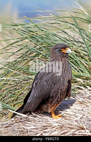 Caracara striato (Phalcoboenus australis) un raptor delle Isole Falkland. Foto Stock