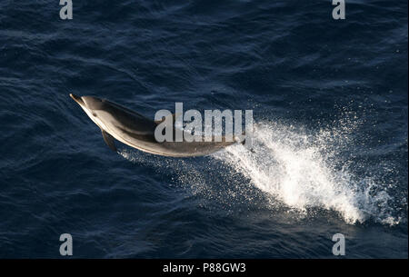 Gestreepte Dolfijn, Striped Delfino Stenella coeruleoalba Foto Stock