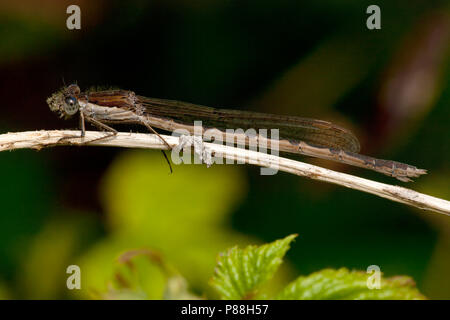 Bruine Vrouwtje winterjuffer incontrato blauw op de ogen, Femmina Sympecma fusca con blu su i suoi occhi Foto Stock