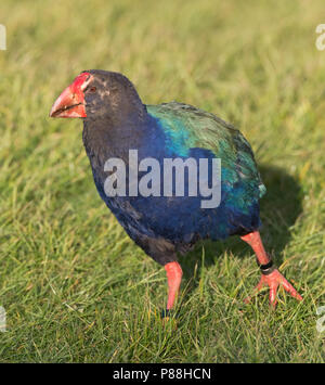 Isola del Sud Takahe (Porphyrio hochstetteri) in via di estinzione di una specie di uccelli endemici della Nuova Zelanda. Spostati in Tawharanui Parco Regionale, Isola del nord Foto Stock