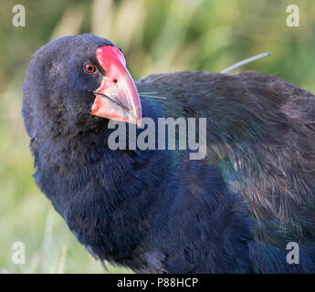 Isola del Sud Takahe (Porphyrio hochstetteri) in via di estinzione di una specie di uccelli endemici della Nuova Zelanda. Spostati in Tawharanui Parco Regionale, Isola del nord Foto Stock