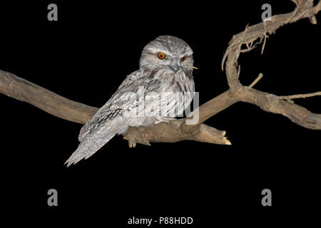 Bruno Frogmouth (Podargus strigoides) durante una notte in Australia. Foto Stock