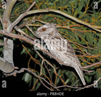 Bruno Frogmouth (Podargus strigoides) durante una notte in Australia. Foto Stock