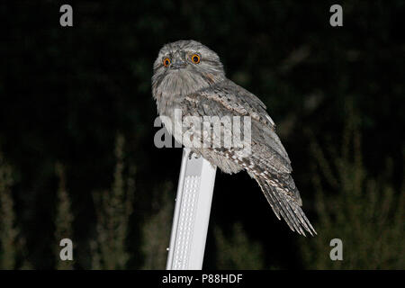 Bruno Frogmouth (Podargus strigoides) durante una notte in Australia. Foto Stock