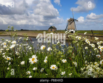 Mulino a Texel in primavera con la fioritura del campo ( a margherita Leucanthemum vulgare) in primo piano Foto Stock