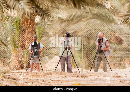 Vogelaars Groepje kijkt telescopen porta; Gruppo di birchwatchers guardando attraverso i telescopi Foto Stock