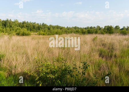 Landschap in Nationaal Park de Groote Peel; paesaggio a parco nazionale de Groote Peel Foto Stock