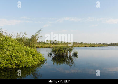Landschap in Nationaal Park de Groote Peel; paesaggio a parco nazionale de Groote Peel Foto Stock