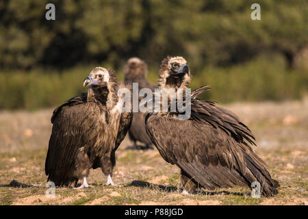 Eurasian avvoltoi nero (Aegypius monachus) di appoggio in Estremadura, Spagna. Foto Stock