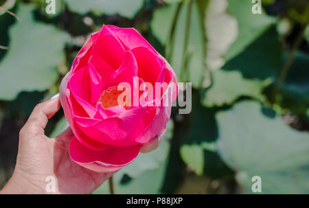 Questa bellissima Ninfea o fiore di loto è accompagnato dai colori ricchi. La femmina mano trattiene un fiore. Foto Stock