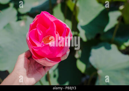 Questa bellissima Ninfea o fiore di loto è accompagnato dai colori ricchi. La femmina mano trattiene un fiore. Foto Stock