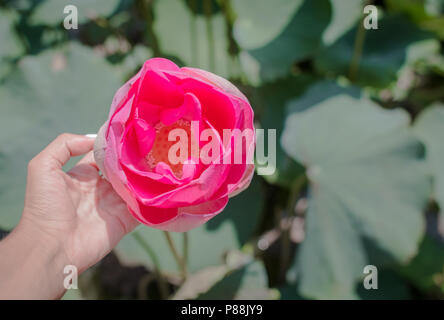 Questa bellissima Ninfea o fiore di loto è accompagnato dai colori ricchi. La femmina mano trattiene un fiore. Foto Stock