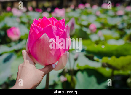 Questa bellissima Ninfea o fiore di loto è accompagnato dai colori ricchi. La femmina mano trattiene un fiore. Foto Stock