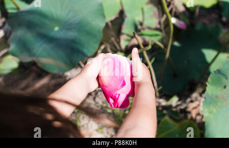 Questa bellissima Ninfea o fiore di loto è accompagnato dai colori ricchi. Il bambino di tenere le mani un fiore. Foto Stock