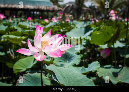 Questa bellissima Ninfea o fiore di loto è accompagnato dai colori ricchi. Foto Stock