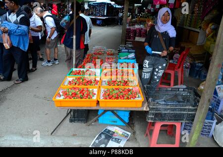 Malay donna stalla proprietario vende fragole fresche al mercato di strada bazaar Cameron Highlands Malesia Foto Stock
