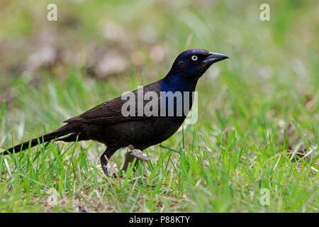 Grackle comune (Quiscalus quiscula) sull'erba. Foto Stock