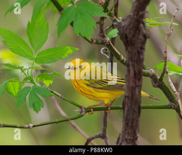 Giallo per adulti trillo (Setophaga petechia) in riproduttori adulti piumaggio Foto Stock