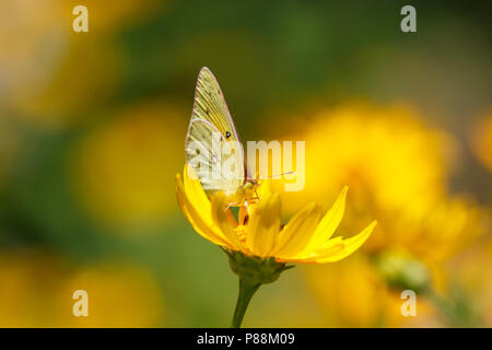 Arancione (zolfo Colias eurytheme) alimentazione in fiore Foto Stock