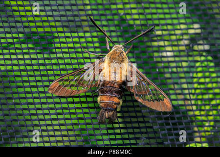 Hummingbird clearwing tarma (Hemaris thysbe) sullo schermo Foto Stock